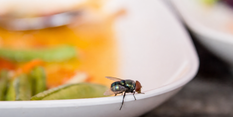 Como funcionam as armadilhas para moscas: mosca na borda de um prato de comida.
