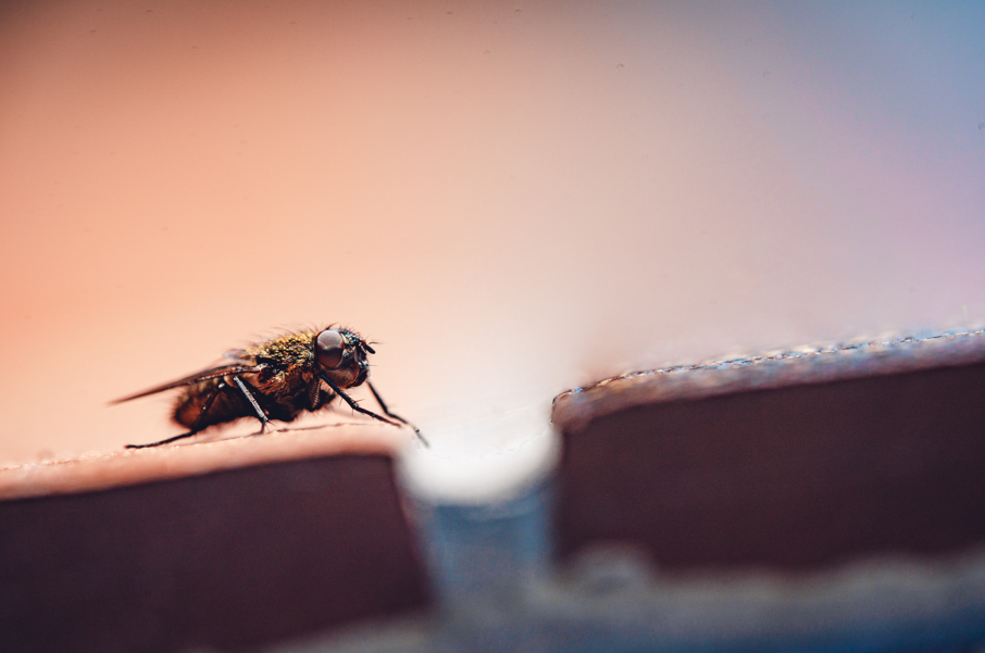 Moscas na indústria de bebidas: mosca vista de perto.