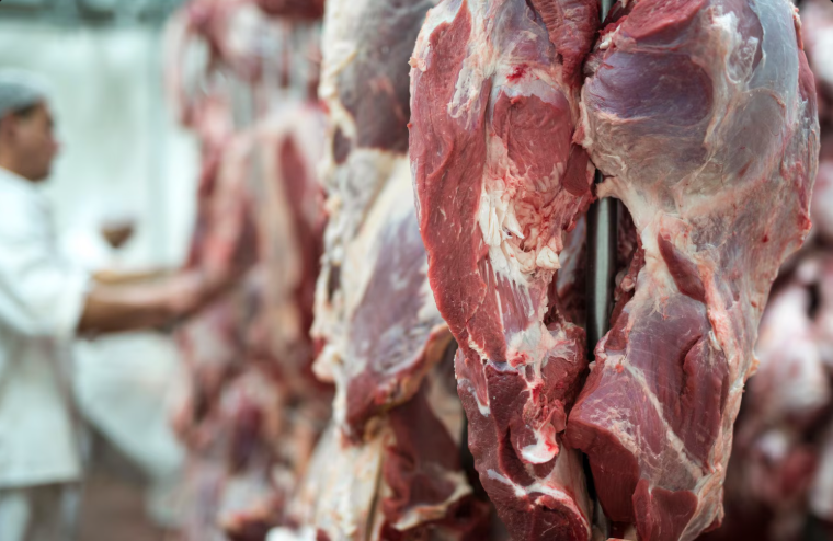 Moscas no frigorífico: carnes penduradas.