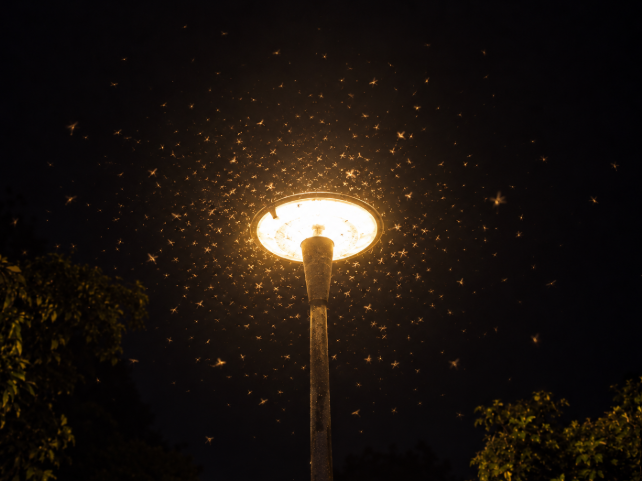 Por que os insetos são atraídos pela luz: insetos voando ao redor da luz do poste.